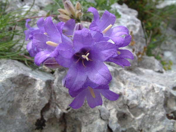 Campanula scheuchzeri subsp. pseudostenocodon / Campanula falsa stenocodon